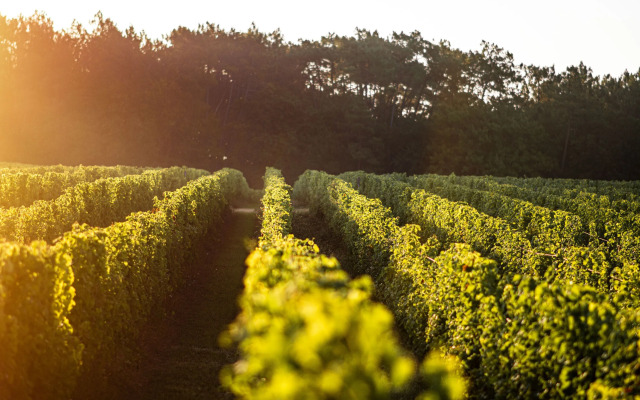 VANDENBELD Wines B&B