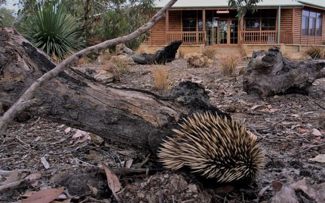 Kangaroo Island Wilderness Retreat