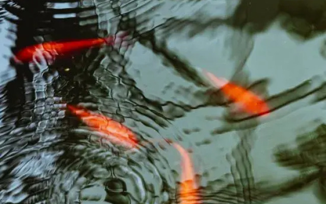 Shuyun Chunsheng Hostel