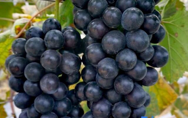 Guangzhou Datangbian Boutique Homestay