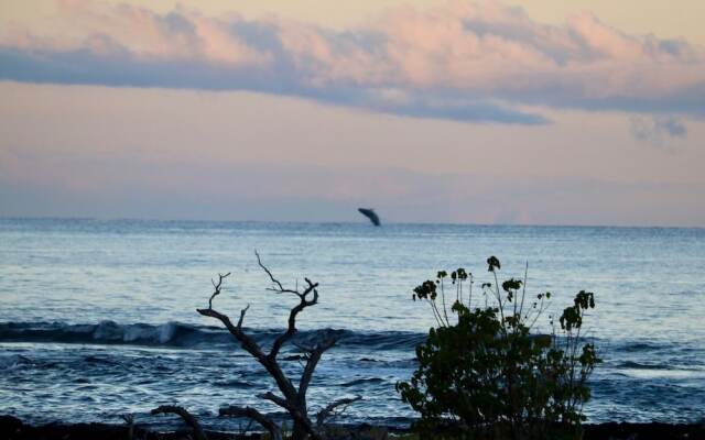 22 Puako Beach Drive Cottage 1 Bedroom 1 Bathroom Cottage