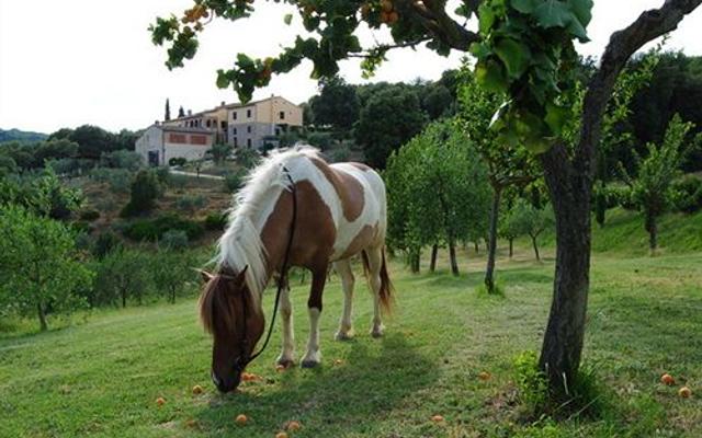 Fattoria Voltrona