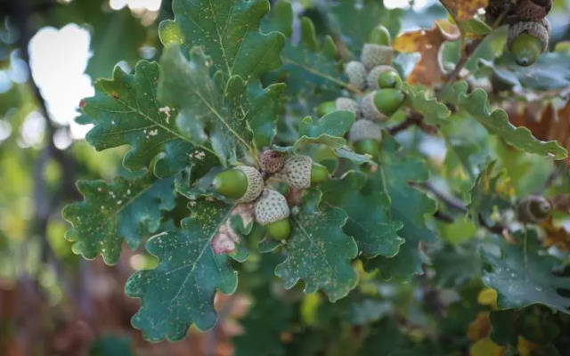 Agriturismo Costa Della Figura