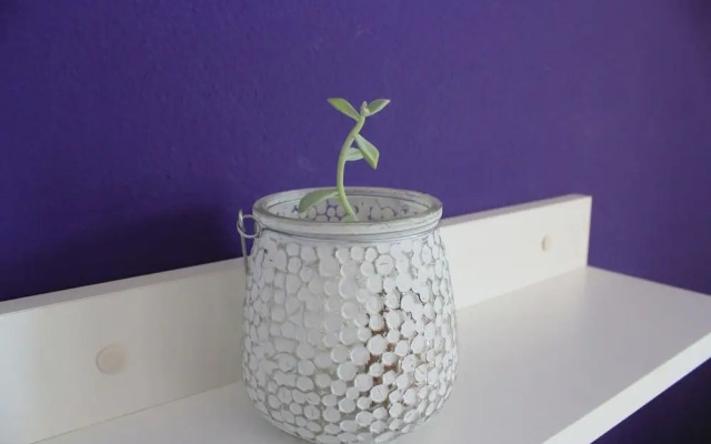 Ružica - 50m From the sea - A2-magnolija