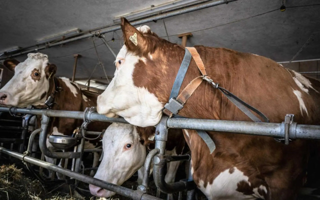 Stubaier Bauern Appartement