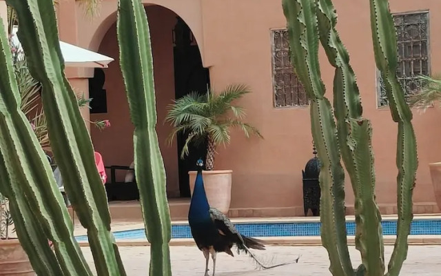 Riad Jardin des Orangers