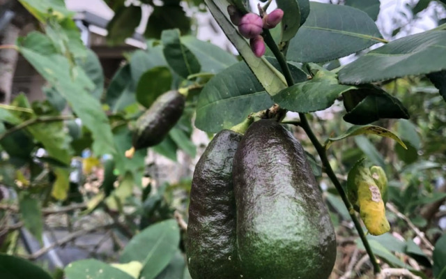 Tien Chon Xiao Lin Homestay