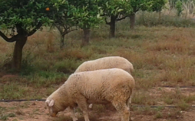 Tapada dos Machados