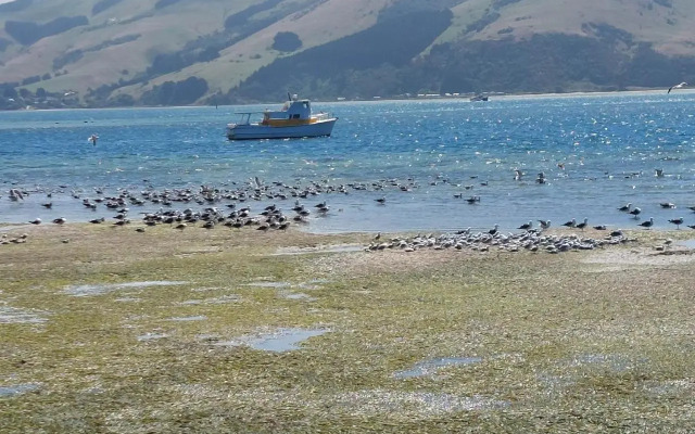 Otago Peninsula Paradise