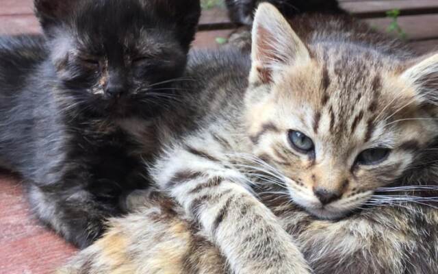 The Resid For Calixte