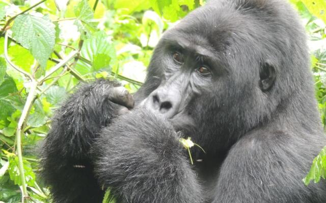 Gorilla Safari Lodge