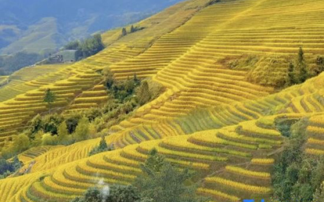 Longsheng Longji rice homestay