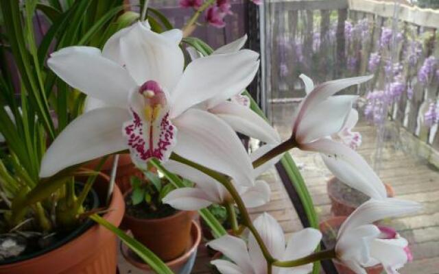Wisteria Lodge Bed and Breakfast