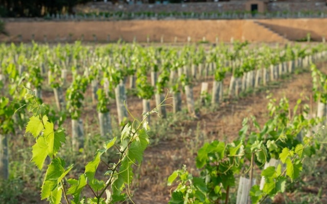 Rondaia Boutique Vineyard Stay – Mallorca, Tramuntana