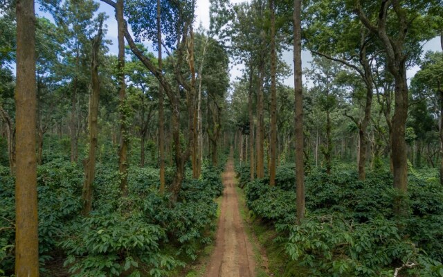 Ama Plantation Trails , Chikmagalur