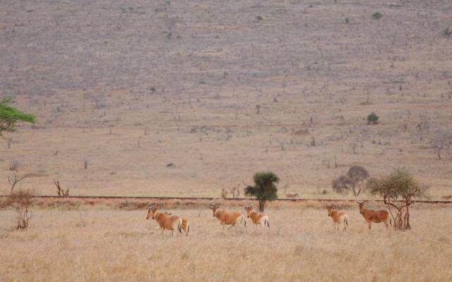 Taita Hills Safari Resort and Lodge