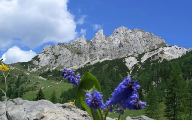Cosy Flat in the Alps