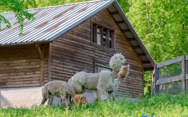 Ziyoujia · Tree house World