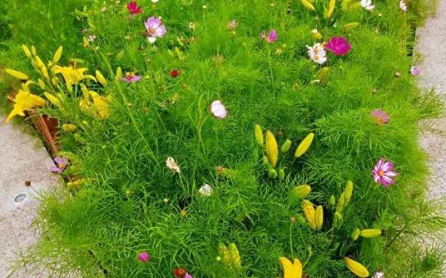 Bei Jing Badaling Haitang Tree Homestay