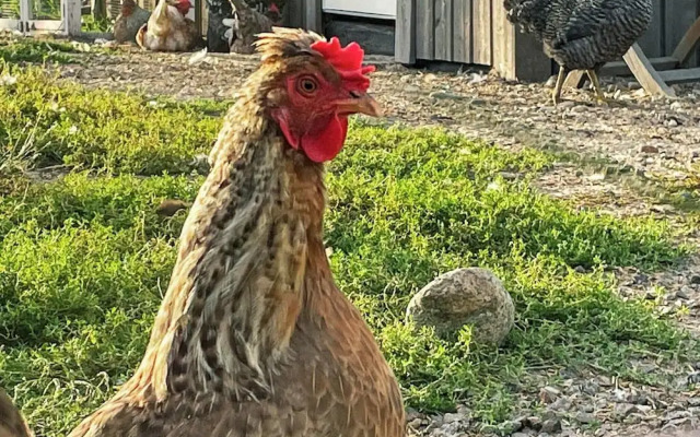 3 Person Holiday Home in Ockero