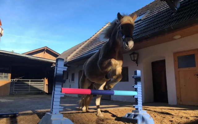 Haflingerhof Luef