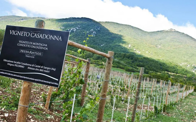 Casadonna Reale