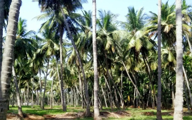 Cloud 9 Stays - Mettupalayam