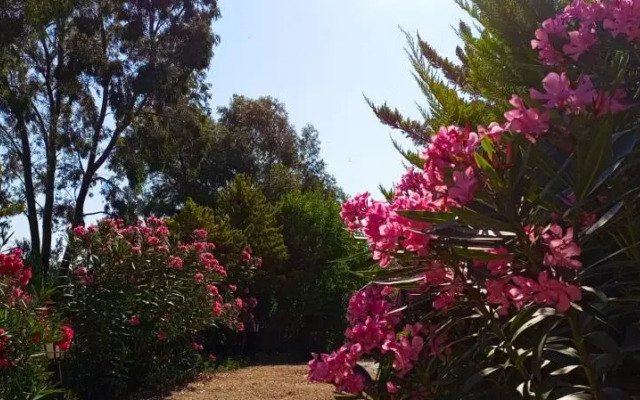 Sole Foça