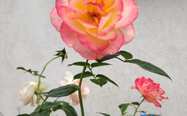 Little Garden