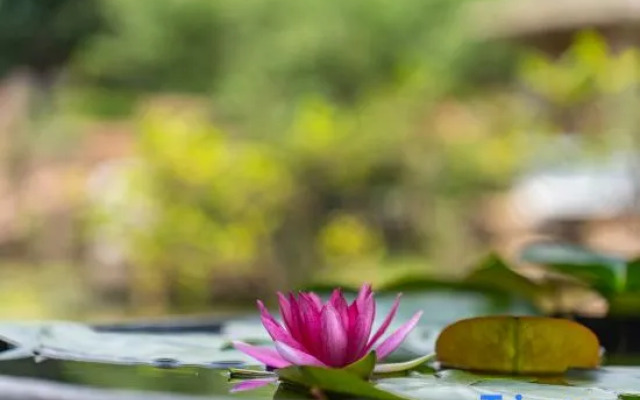 Dongguan Yuanguanshan Lakeside Homestay