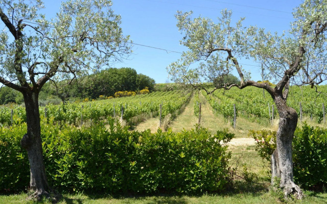 Tenuta Pizzogallo