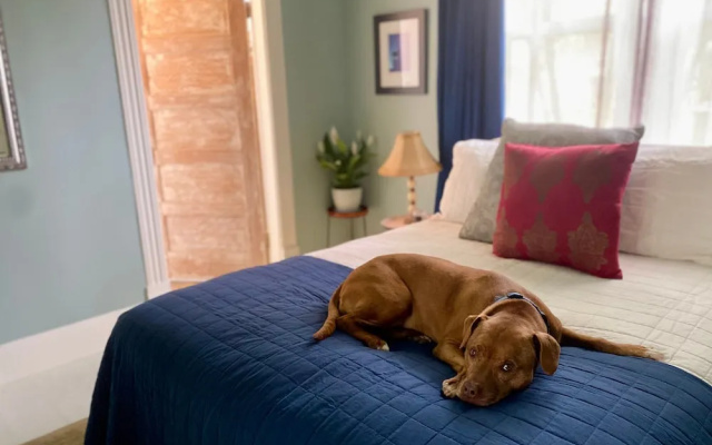 Downstairs Thevictorian Downtown and Dog-friendly