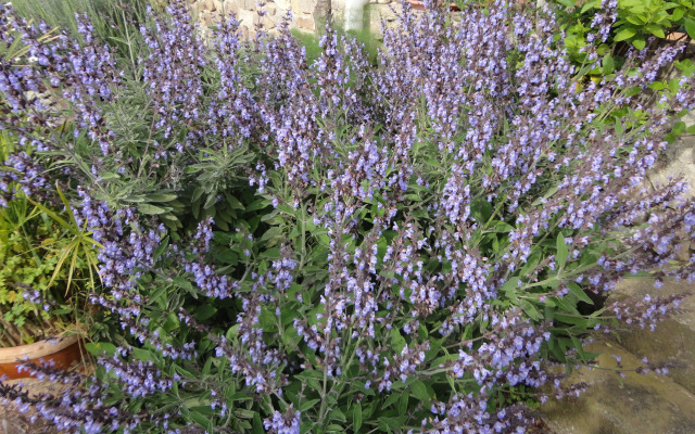 Case Vacanze Santa Lucia