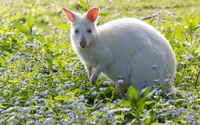 Absolute Oceanfront Bruny Island Secrets Retreat