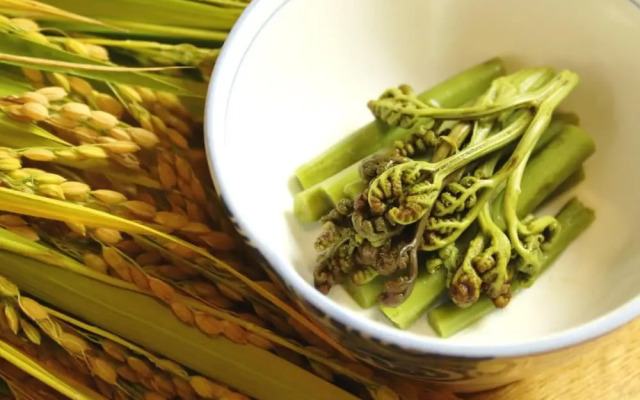 Hakuba Tsugaike Sunrise TANNE