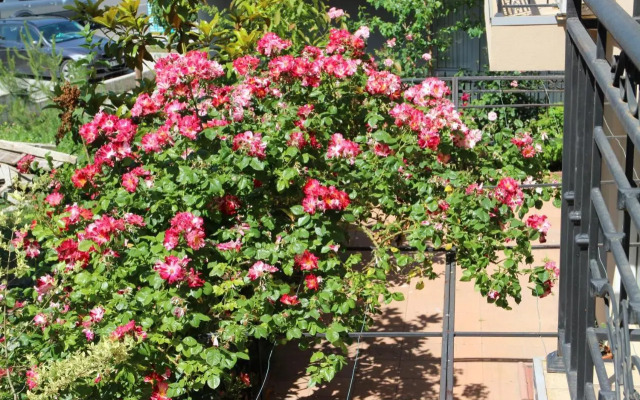 Flowers Apartments