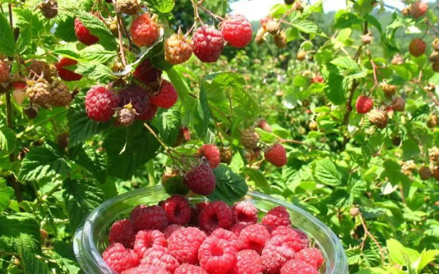 Country House Lozanjska Terasa