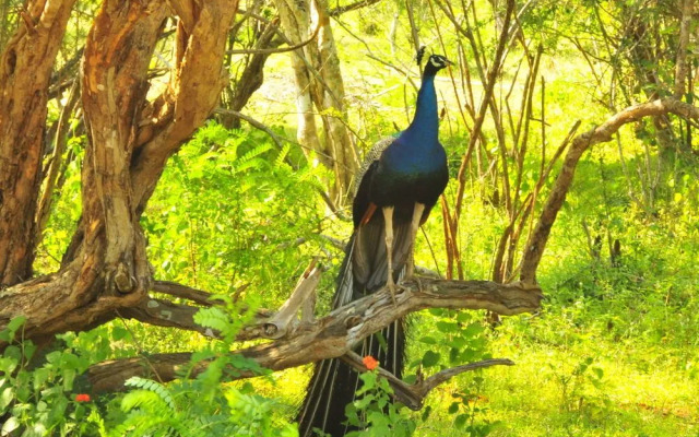 Beddegama Eco