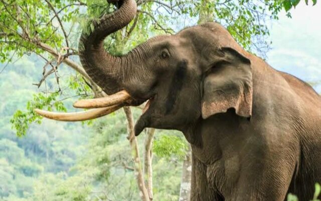 Kanthalloor Wild Stay