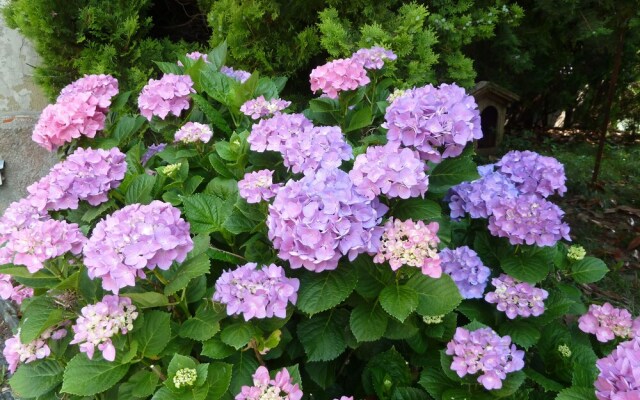 La Casa Delle Ortensie