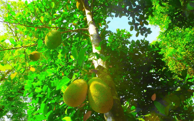 Sigiri Lakshan Home Stay