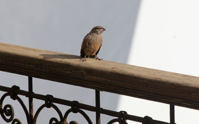 Riad Dar Massai