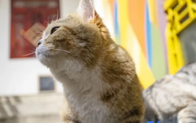 Sunshine Courtyard Sightseeing Home stay (Dali Old City Store