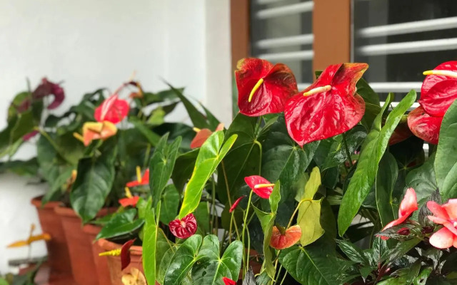 Shreegandha Homestay