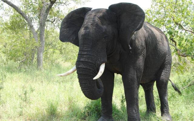 Thornybush Simbambili Lodge