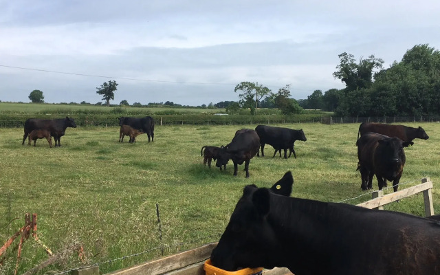 Marsh Farm