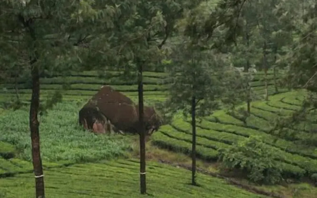 Wild Elephant Eco-Friendly Resort