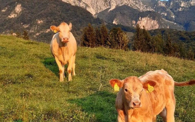 Tourist Farm Žvanč