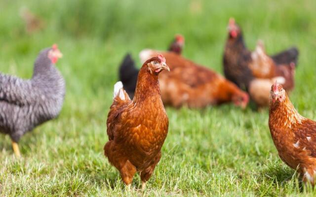 Ferienwohnungen Landgasthaus Janshen