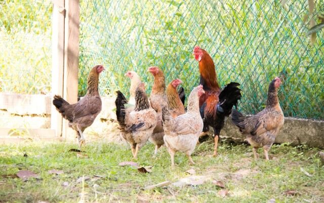 Kampung Bongsu Farmstay